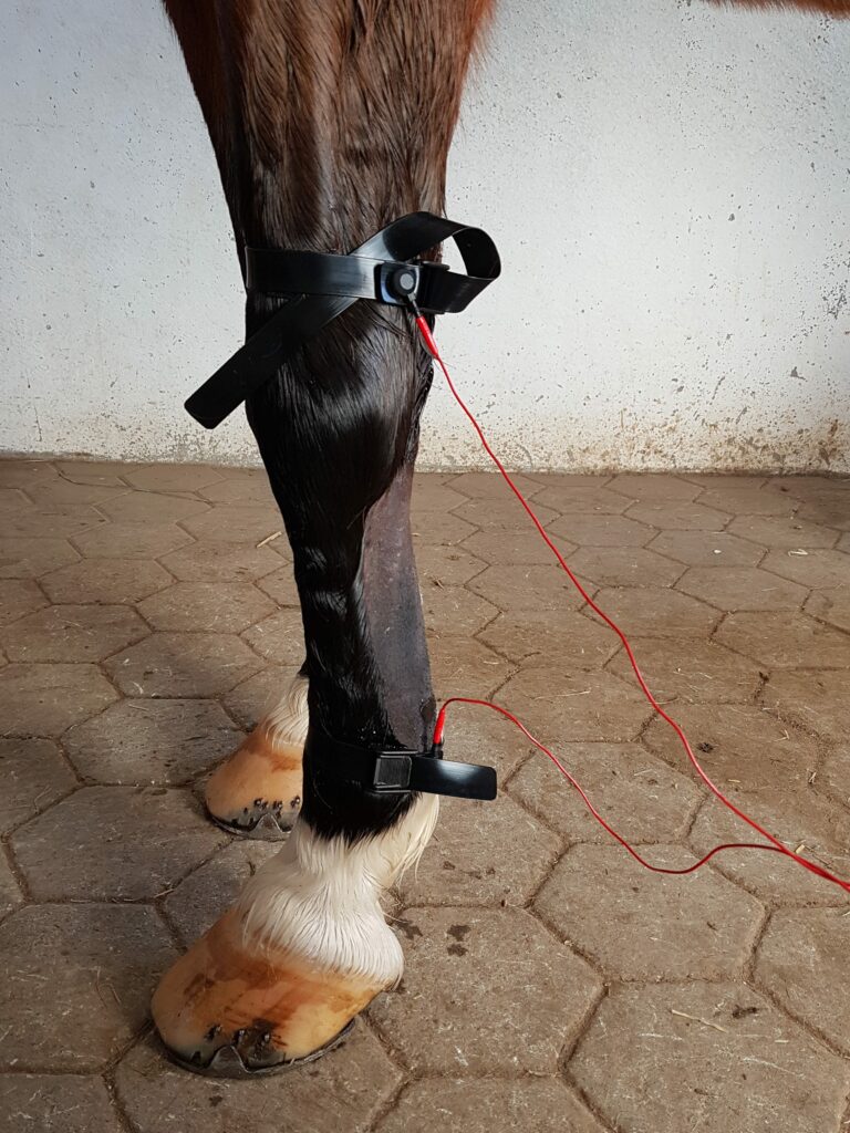 Behandlung einer Sehnenverletzung