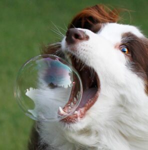 Verhalten von Hunden