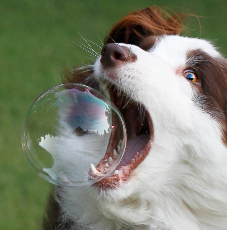 Verhalten von Hunden