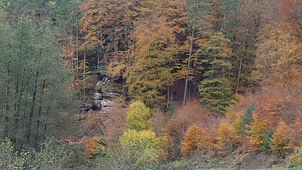 Herbstzeit draußen im Wald