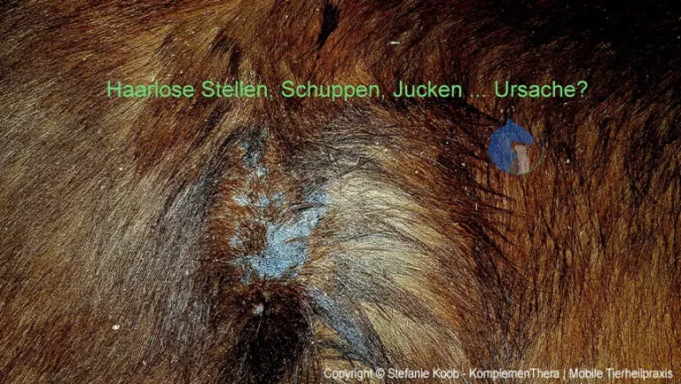 Winter- oder Regenekzem beim Pferd. Im Frühjahr sorgen sich die Besitzer von Pferden, Ponys oder Eseln mit Sommerekzem um den Verlauf im kommenden Sommer.