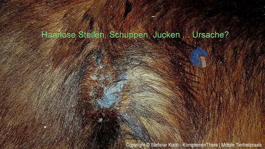 Winter- oder Regenekzem beim Pferd. Im Frühjahr sorgen sich die Besitzer von Pferden, Ponys oder Eseln mit Sommerekzem um den Verlauf im kommenden Sommer.